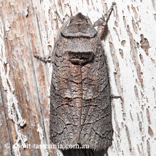 Culama suffusca, Cossidae, Tasmania, moth