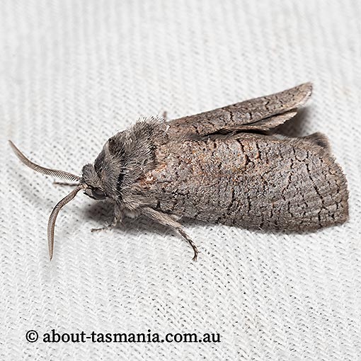Culama suffusca, Cossidae, Tasmania, moth