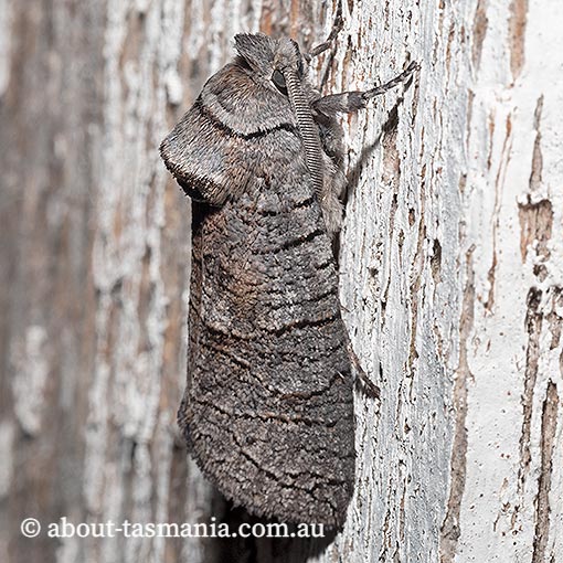 Culama suffusca, Cossidae, Tasmania, moth