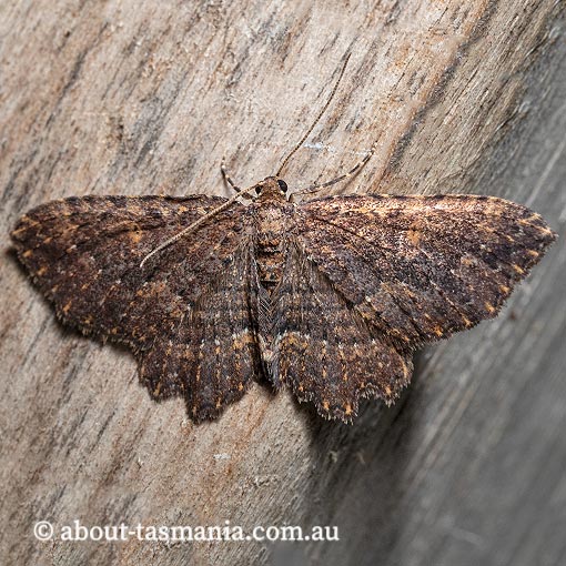 Eccymatoge morphna, morphna carpet, Geometridae, Tasmania, moth