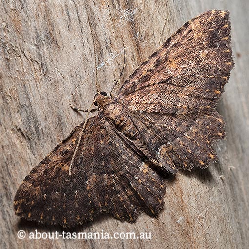 Eccymatoge morphna, morphna carpet, Geometridae, Tasmania, moth