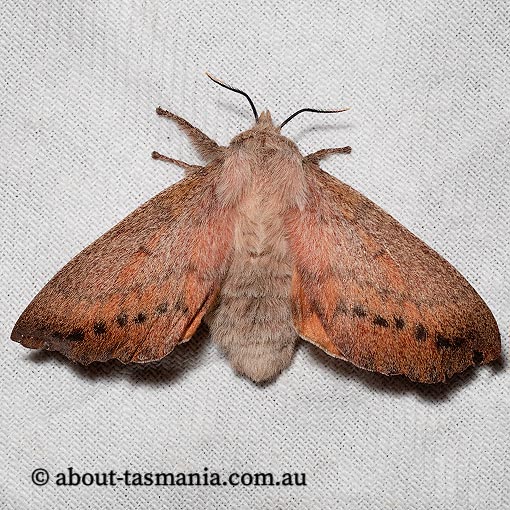 Entometa fervens, gum snout moth, Lasiocampidae, Tasmania.