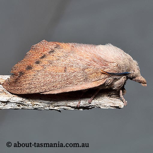 Entometa fervens, gum snout moth, Lasiocampidae, Tasmania.