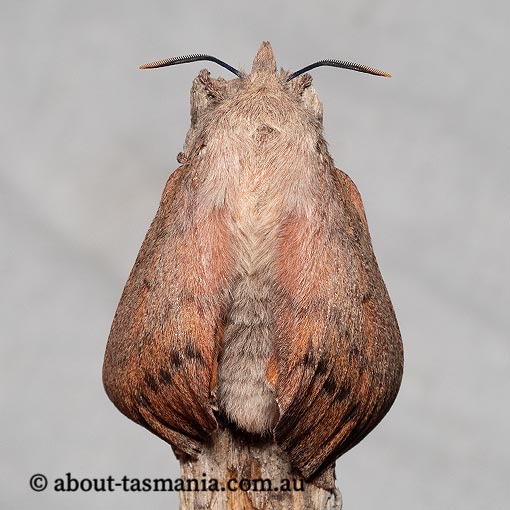 Entometa fervens, gum snout moth, Lasiocampidae, Tasmania.