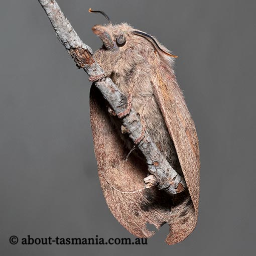 Entometa guttularis, spotted gum moth, Lasiocampidae, Tasmania, moth