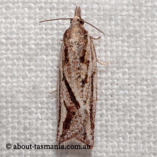 Epiphyas asthenopis, Tortricidae, Tasmania, moth
