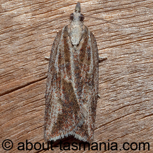 Epiphyas asthenopsis, Tortricidae, Tasmania, moth