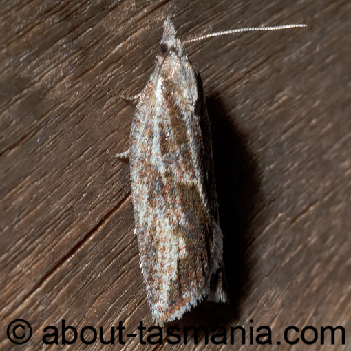 Epiphyas asthenopsis, Tortricidae, Tasmania, moth