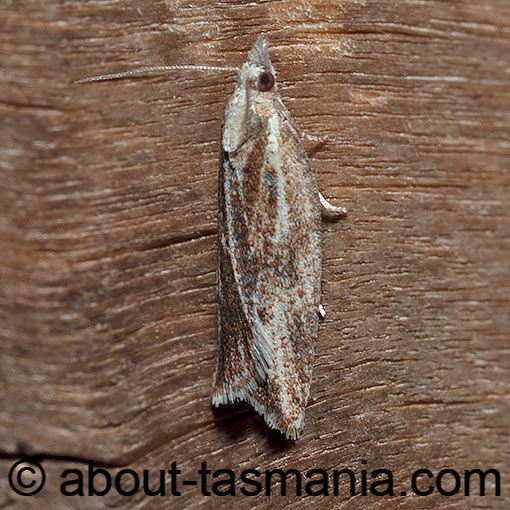 Epiphyas asthenopsis, Tortricidae, Tasmania, moth