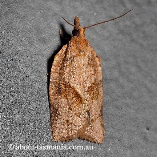 Epiphyas postvittana, light brown apple moth, Tortricidae, Tasmania, moth