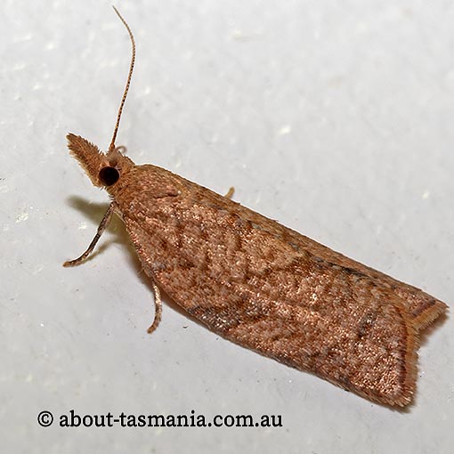 Epiphyas postvittana, light brown apple moth, Tortricidae, Tasmania, moth