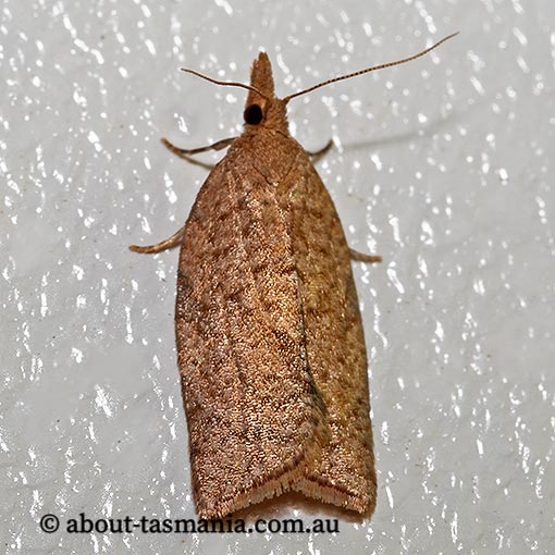 Epiphyas postvittana, light brown apple moth, Tortricidae, Tasmania, moth