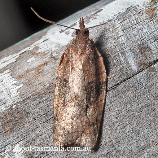 Epiphyas postvittana, light brown apple moth, Tortricidae, Tasmania, moth