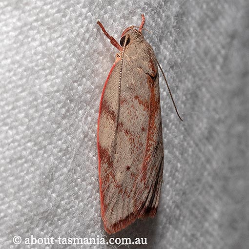 Euchaetis inceptella, Oecophoridae, Tasmania, moth