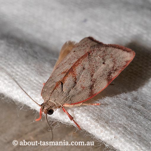 Euchaetis inceptella, Oecophoridae, Tasmania, moth
