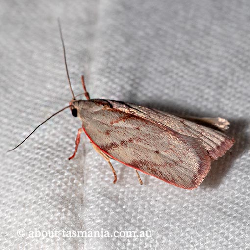 Euchaetis inceptella, Oecophoridae, Tasmania, moth