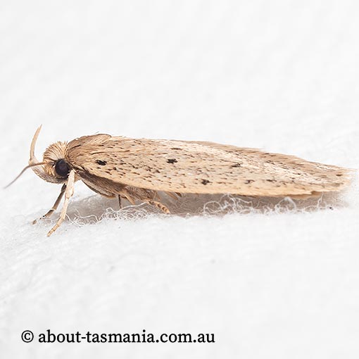 Eulechria convictella, Oecophoridae, Tasmania, moth