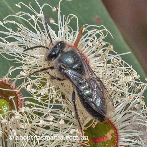 Euryglossa nigrocaerulea, Colletidae, Short-tongued bee, Tasmania