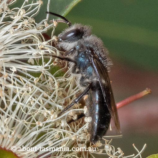 Euryglossa nigrocaerulea, Colletidae, Short-tongued bee, Tasmania