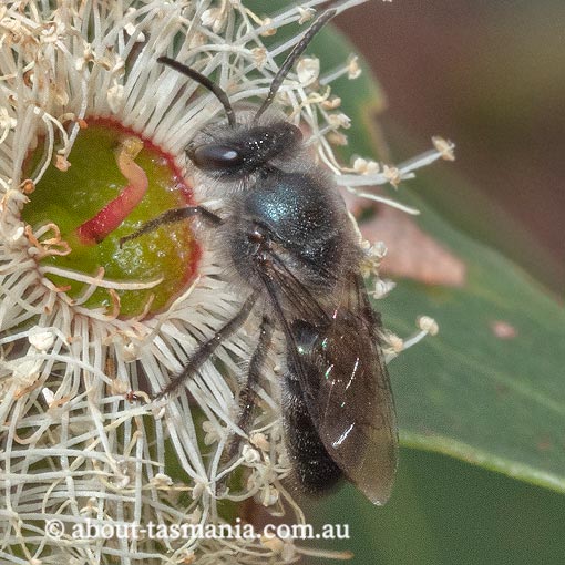 Euryglossa nigrocaerulea, Colletidae, Short-tongued bee, Tasmania