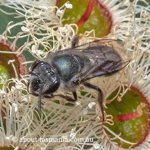 Euryglossa nigrocaerulea, Colletidae, Short-tongued bee, Tasmania