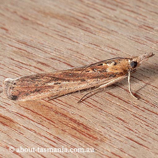 Faveria tritalis, couchgrass webworm, Pyralidae, Tasmania, moth