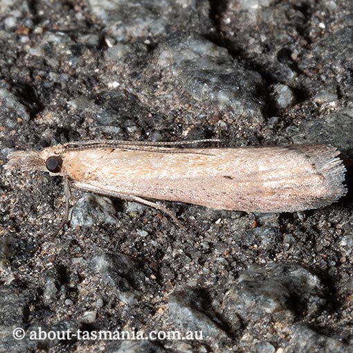 Faveria tritalis, couchgrass webworm, Pyralidae, Tasmania, moth