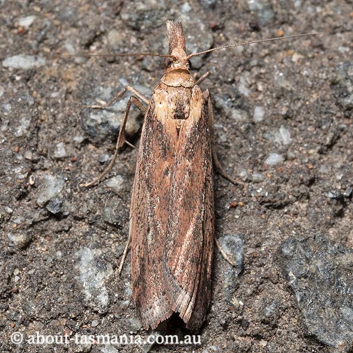 Faveria tritalis, couchgrass webworm, Pyralidae, Tasmania, moth
