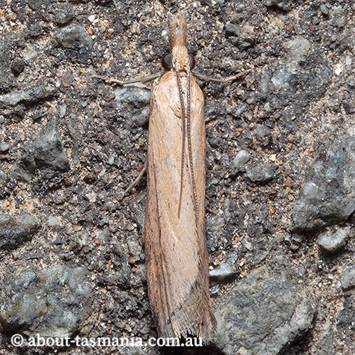 Faveria tritalis, couchgrass webworm, Pyralidae, Tasmania, moth