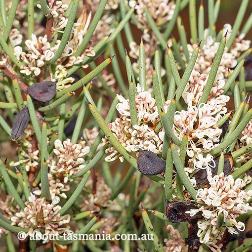 Hakea microcarpa, Tasmania