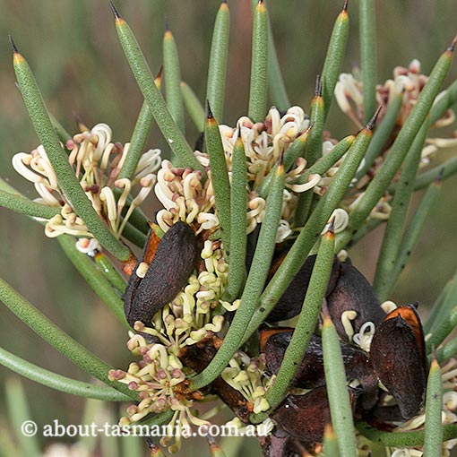 Hakea microcarpa, Tasmania