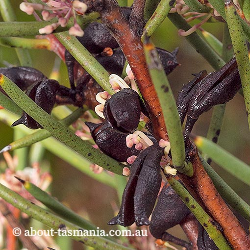Hakea microcarpa, Tasmania