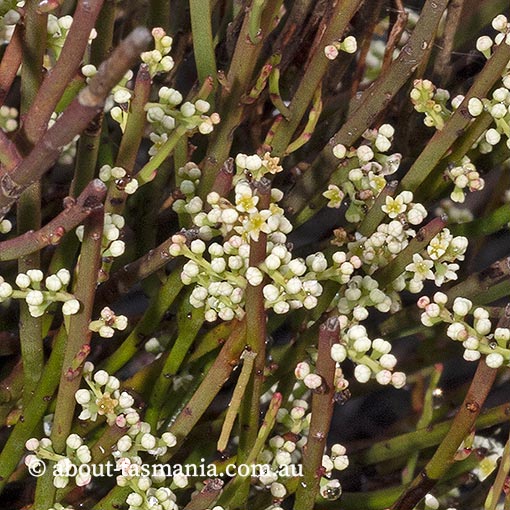 Leptomeria glomerata, Tasmania