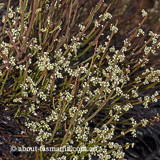 Leptomeria glomerata, Tasmania
