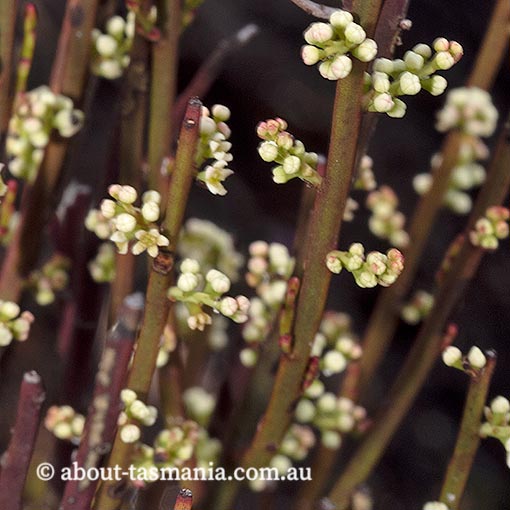Leptomeria glomerata, Tasmania