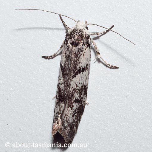 Lichenaula onychotypa, Xyloryctidae, Tasmania, moth