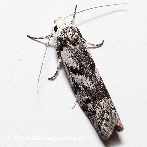 Lichenaula onychotypa, Xyloryctidae, Tasmania, moth