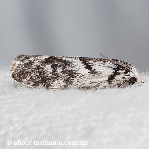 Lichenaula onychotypa, Xyloryctidae, Tasmania, moth