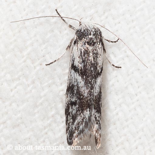 Lichenaula onychotypa, Xyloryctidae, Tasmania, moth