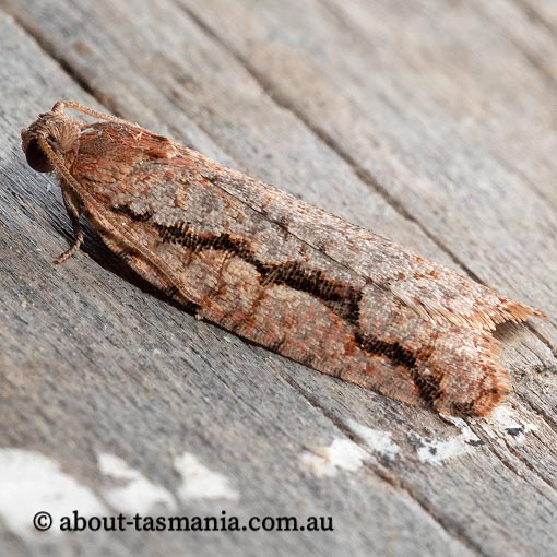 Meritastis sp., Tortricidae, Tasmania, moth