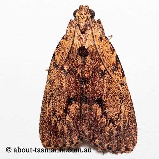 Mimaglossa habitalis, Pyralidae, Tasmania, moth