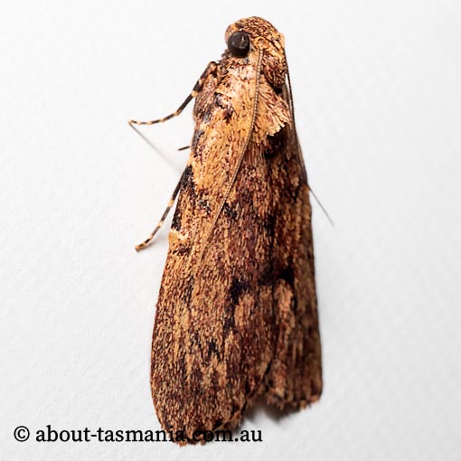 Mimaglossa habitalis, Pyralidae, Tasmania, moth