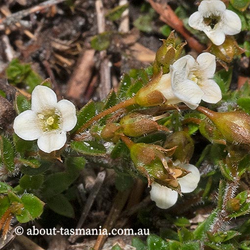 Mitrasacme pilosa subsp. pilosa, Tasmania