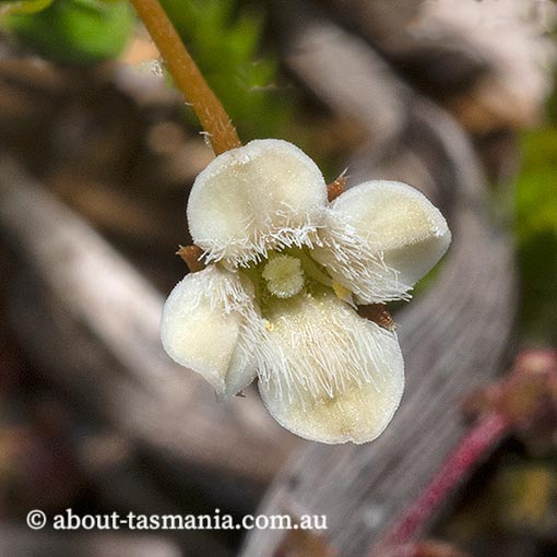 Mitrasacme pilosa subsp. pilosa, Tasmania