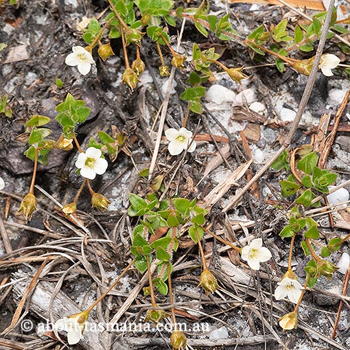 Mitrasacme pilosa subsp. pilosa, Tasmania