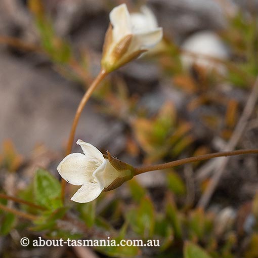 Mitrasacme pilosa subsp. pilosa, Tasmania