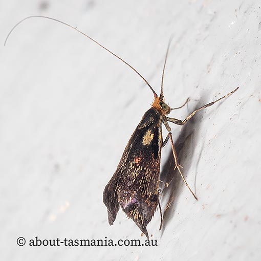 Nemophora topazias, long-horned fairy-moth, Adelinae, Tasmania
