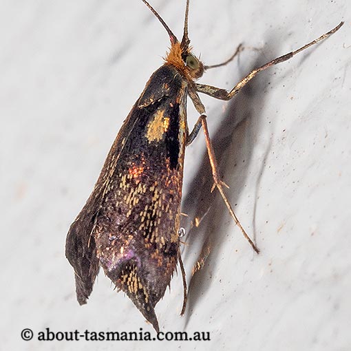 Nemophora topazias, long-horned fairy-moth, Adelinae, Tasmania