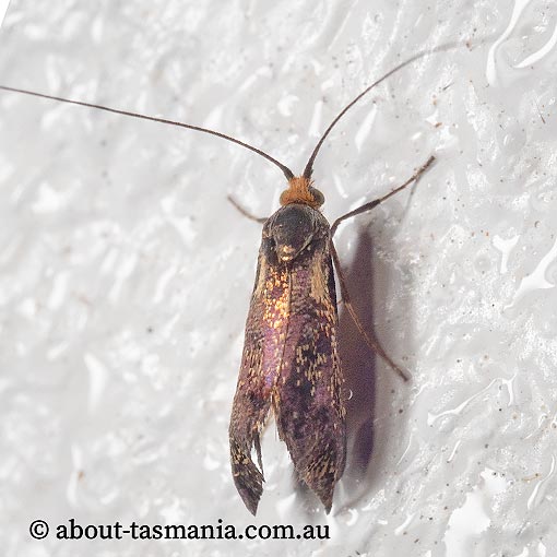 Nemophora topazias, long-horned fairy-moth, Adelinae, Tasmania