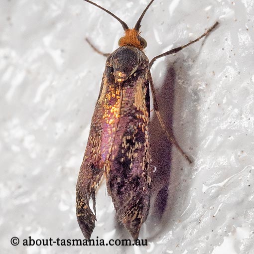 Nemophora topazias, long-horned fairy-moth, Adelinae, Tasmania